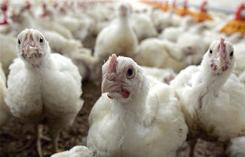 Greating farming tips for broilers in mid-summer.