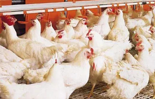 Healthy broilers farming