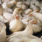 Immunination for broilers farming period