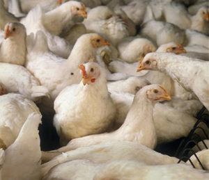 Immunination for broilers farming period