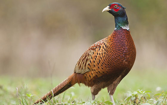 pheasant breeding period